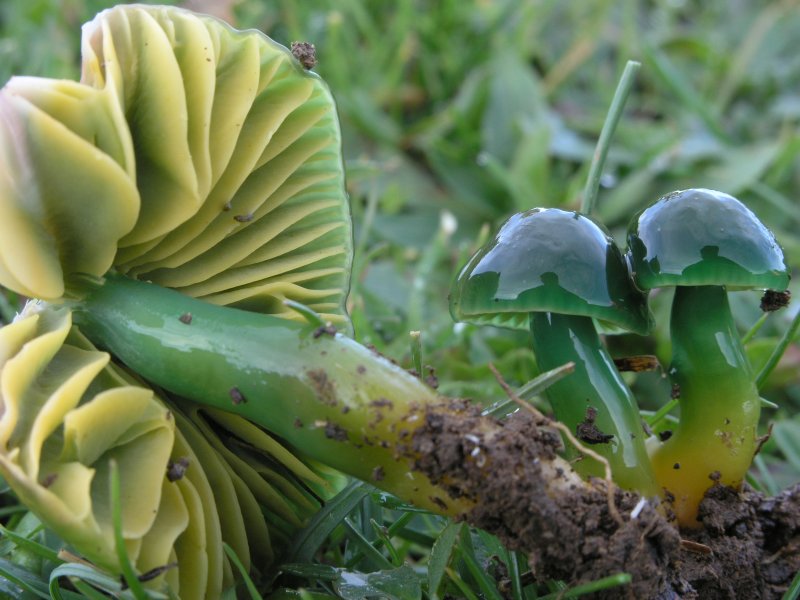 Hygrocybe psittacina - Agli amici del Forum